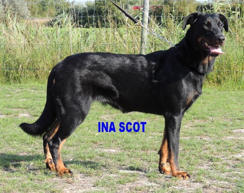 Ina scot du mont des croisettes