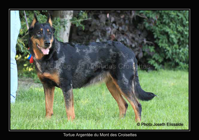 CH. Tortue argentee du mont des croisettes