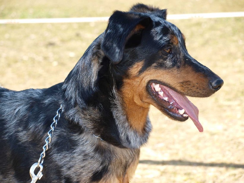 CH. Eaurla fun argentée du mont des croisettes