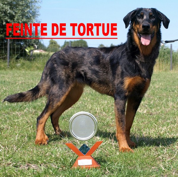 CH. Feinte de tortue argentee du mont des croisettes