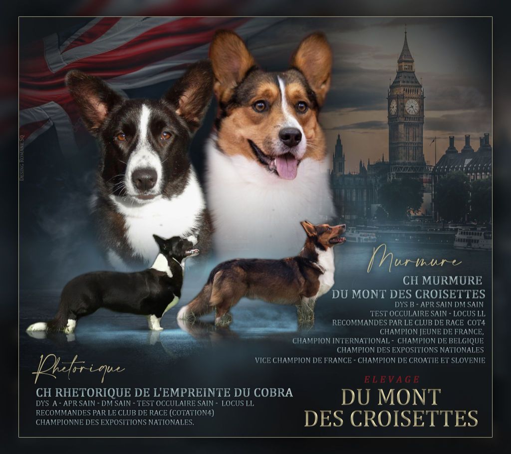 CHIOTS 2025