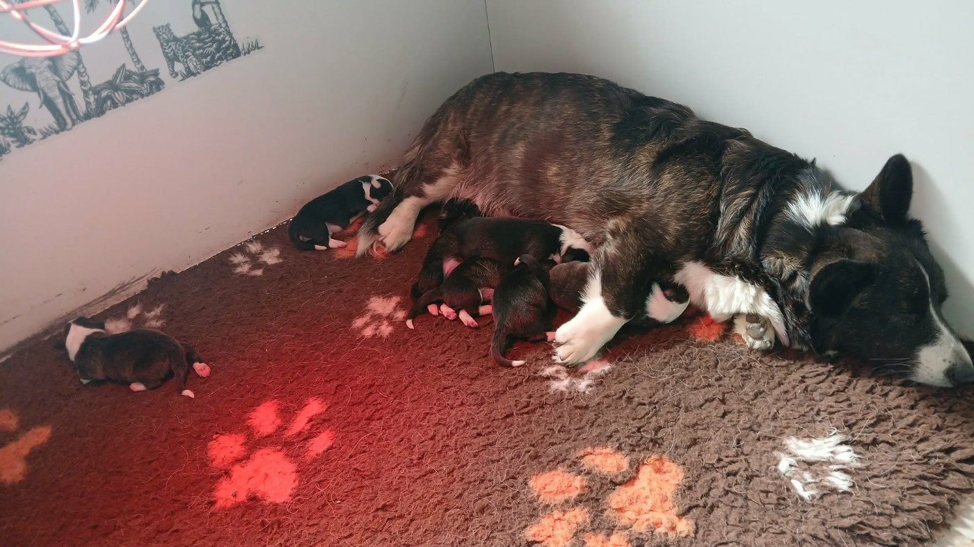 du mont des croisettes - Chiots disponibles - Welsh Corgi Cardigan