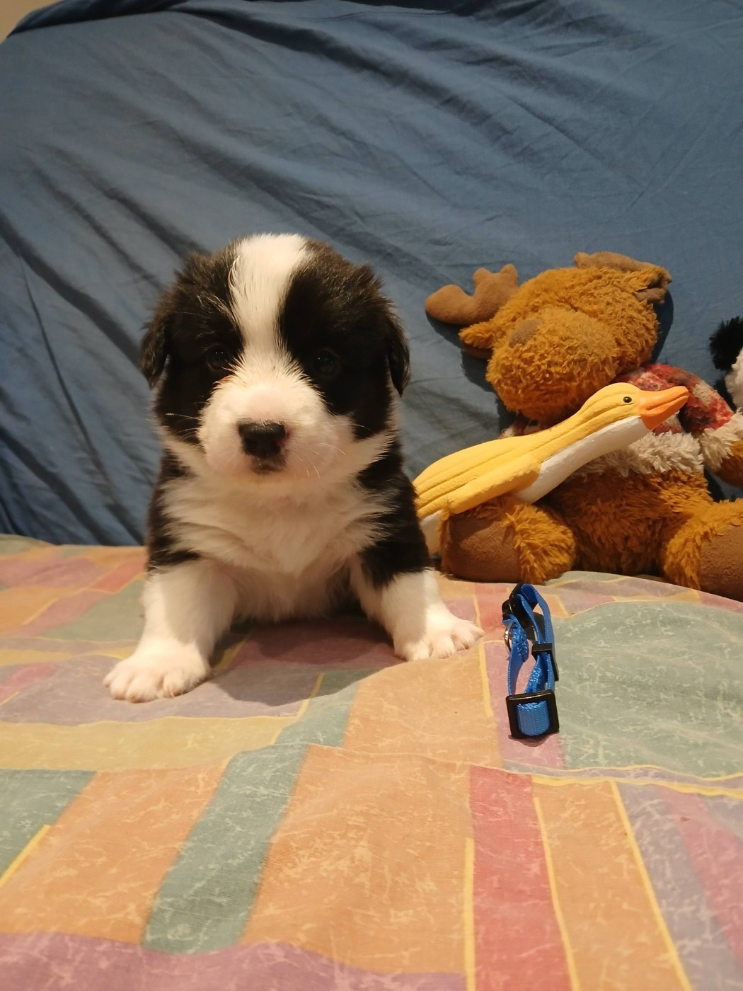du mont des croisettes - Chiots disponibles - Welsh Corgi Cardigan