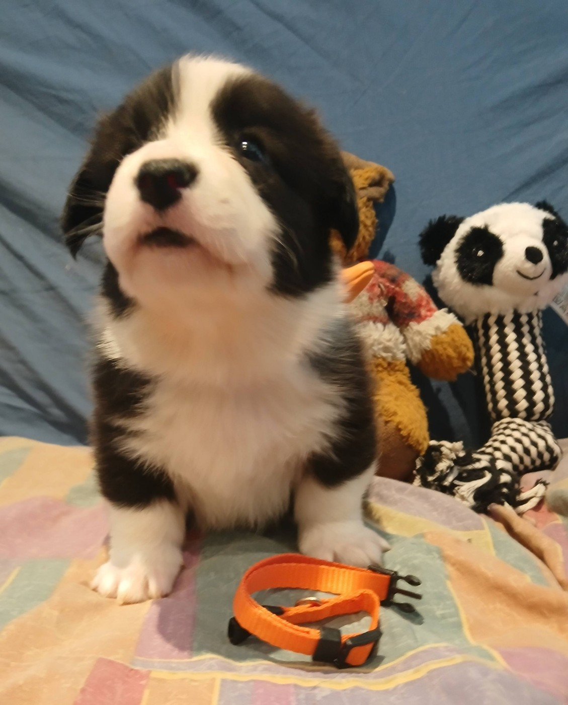 du mont des croisettes - Chiots disponibles - Welsh Corgi Cardigan