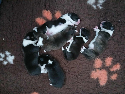 CHIOT