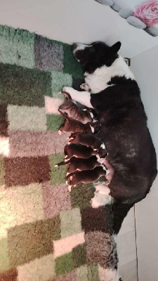 CHIOT